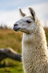 Obraz premium The Sweet Expression of an Alpaca's Face