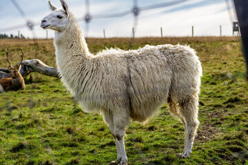 alpaca (Lama pacos) in the zoo side profile