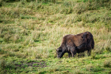 wild yak (Bos mutus) grazing on grass side profile background copy-space