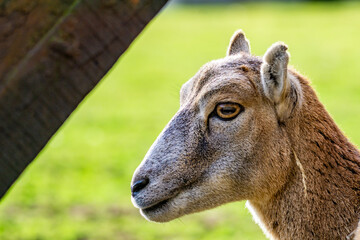 Close up on Female european mouflon (Ovis aries musimon) head
