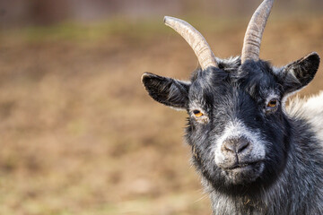 Portrait of a Beautiful Goat in the Pastures