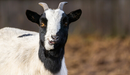 Portrait of a white and black derpy looking Goat in the Pastures