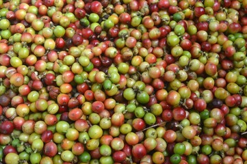 coffee beans texture background