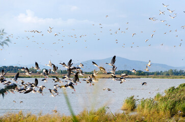 Autumn bird migration. Flying flock of mallards on the Feher-szik in Tiszavasvari, Hungary. The Tokaj Mountain can be seen in the background. Hungarian rural landscape. 
