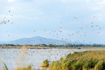 Autumn bird migration. Flying flock of mallards on the Feher-szik in Tiszavasvari, Hungary. The Tokaj Mountain can be seen in the background. Hungarian rural landscape. 