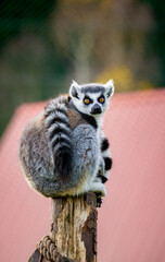 Lemur Catta Closeup in a Natural Outdoor Habitat