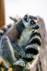  Lemur Catta's Cute Stare in Nature's Background