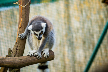 Lemur Catta Closeup in a Natural Outdoor Habitat