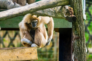 Gibbon scratching his back in park zoo captivity