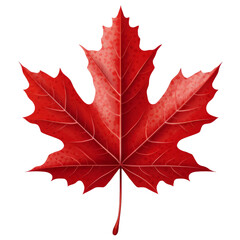 maple leaf on transparent background