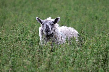 Closeup shot of a black and white Teeswater sheep looking at the camera in a green field