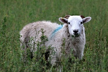 Fototapeta premium Closeup shot of a white Herdwick breed sheep looking at the camera in a green field