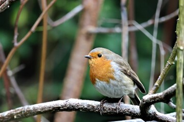 Closeup shot of a Eurasian robin perched on a branch against the isolated background