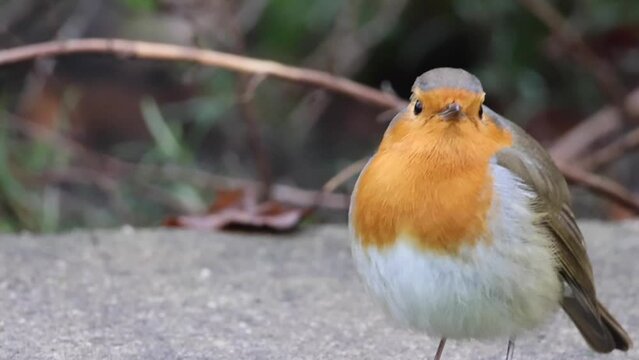 Closeup footage of a cute Eurasian robin chirping and looking at the camera