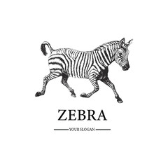 Fototapeta na wymiar Zebra animal logo design
