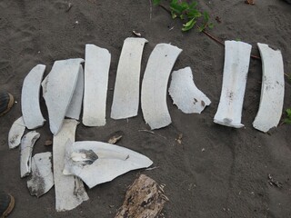 Top view of white sea turtle bones on the ground in Costa Rica