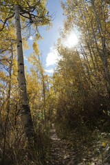 Obraz premium Vertical shot of the sun poking through leaves of aspen trees in a forest
