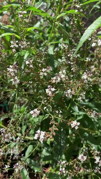 Video of the Cedron plant in a garden. Concept of plants.