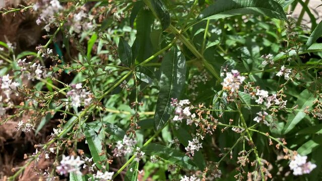 Video of the Cedron plant in a garden. Concept of plants.