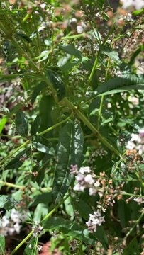 Video of the Cedron plant in a garden. Concept of plants.