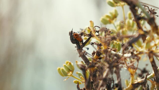 ladybug on a anise plant in fall 