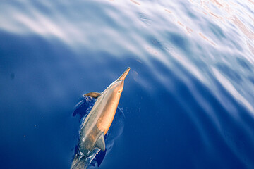 Obraz premium Wild Hawaiian Spinner Dolping swimming on the bow of a boat in Hawaii 