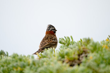 Chincol o chingolo común sobre un arbusto