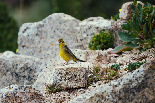 Chirihue o sicalis luteola posando sobre una roca. 
