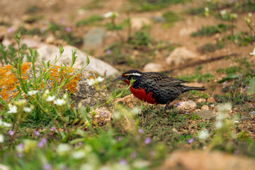 Loica o leistes loyca,  un ave, buscando alimento en el suelo