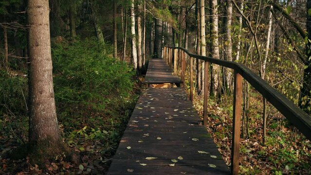 Movement through the forest wooden bridges 4k
