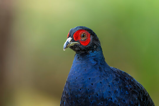 Mikado pheasant endemic bird in taiwan