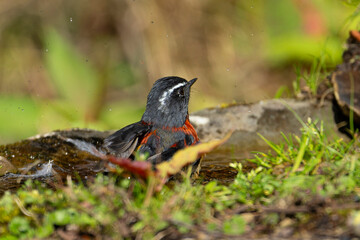 Collared bush robin endemic bird in taiwan
