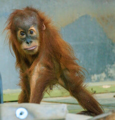 Orangutan baby looking for someone to play with on a sleepy fall afternoon at the zoo. © Allan