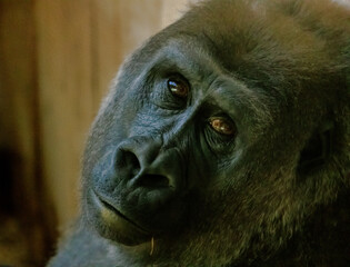 Male gorilla portrait sitting quietly thinking about life in general
