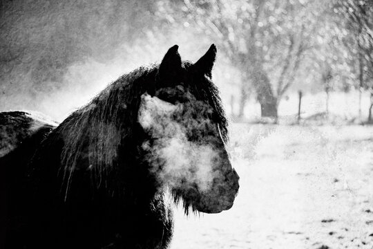 Winter horse