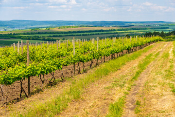 Fototapeta na wymiar Elite wine grape fields. Background or backdrop with selective focus and copy space
