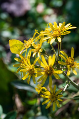 黄色いツワブキの花の蜜を吸うキチョウ