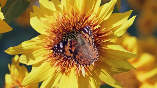 The butterfly landed on the blooming sunflower