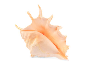 Beautiful seashell isolated on white. Beach object