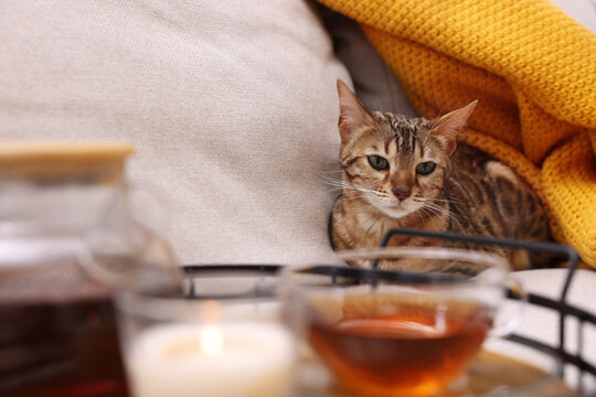 Cute Bengal cat lying near tray with tea on sofa at home. Adorable pet