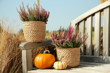 Beautiful heather flowers in pots and pumpkins on wooden bench outdoors - obrazy, fototapety, plakaty