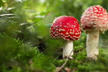 Poisonous mushrooms growing in forest, closeup. Space for text