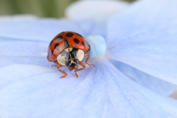 Ladybug on beautiful hydrangea flower, macro view. Space for text