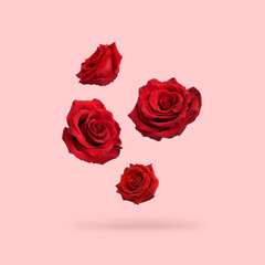 Beautiful red roses falling on pink background
