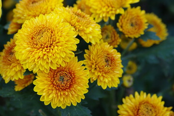 yellow chrysanthemum