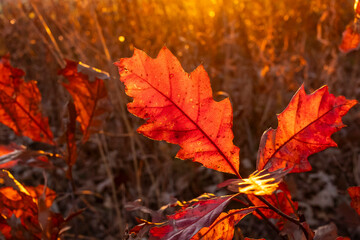 Red oak leaves with backlight from the sun and prairie plants in the background in the autumn.