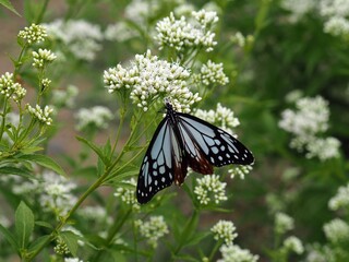 フジバカマとアサギマダラ