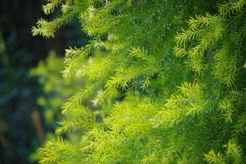 good looking lush green plants