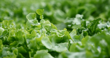 Salad farm vegetable green oak lettuce. Close up fresh organic hydroponic vegetable plantation produce green salad hydroponic cultivate farm. Green oak lettuce salad in green Organic plantation Farm