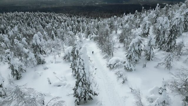 Extreme winter sports concept, hiker is lost in snowy forested mountains. Clip. Lonely man traveler looking fore help in cold forest.